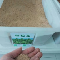 美国籽粒苋种子优质高产牧草种子营养丰富蛋白质含量高易种
