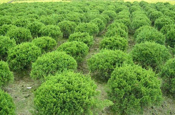 小龙柏在园林景观中的应用