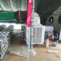 蒸发式冷风机厂房种植养殖降温设备