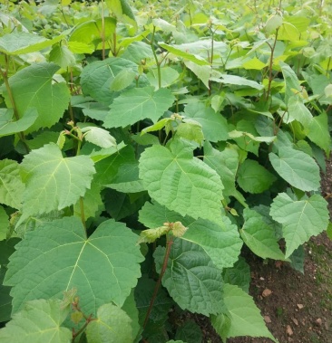 椴树苗 紫椴苗 糠椴苗 紫椴树苗 小叶椴 大叶椴木苗