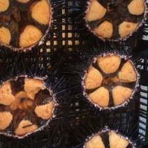 马胆，海胆，马粪海胆，黄胆，紫胆海区批发直供