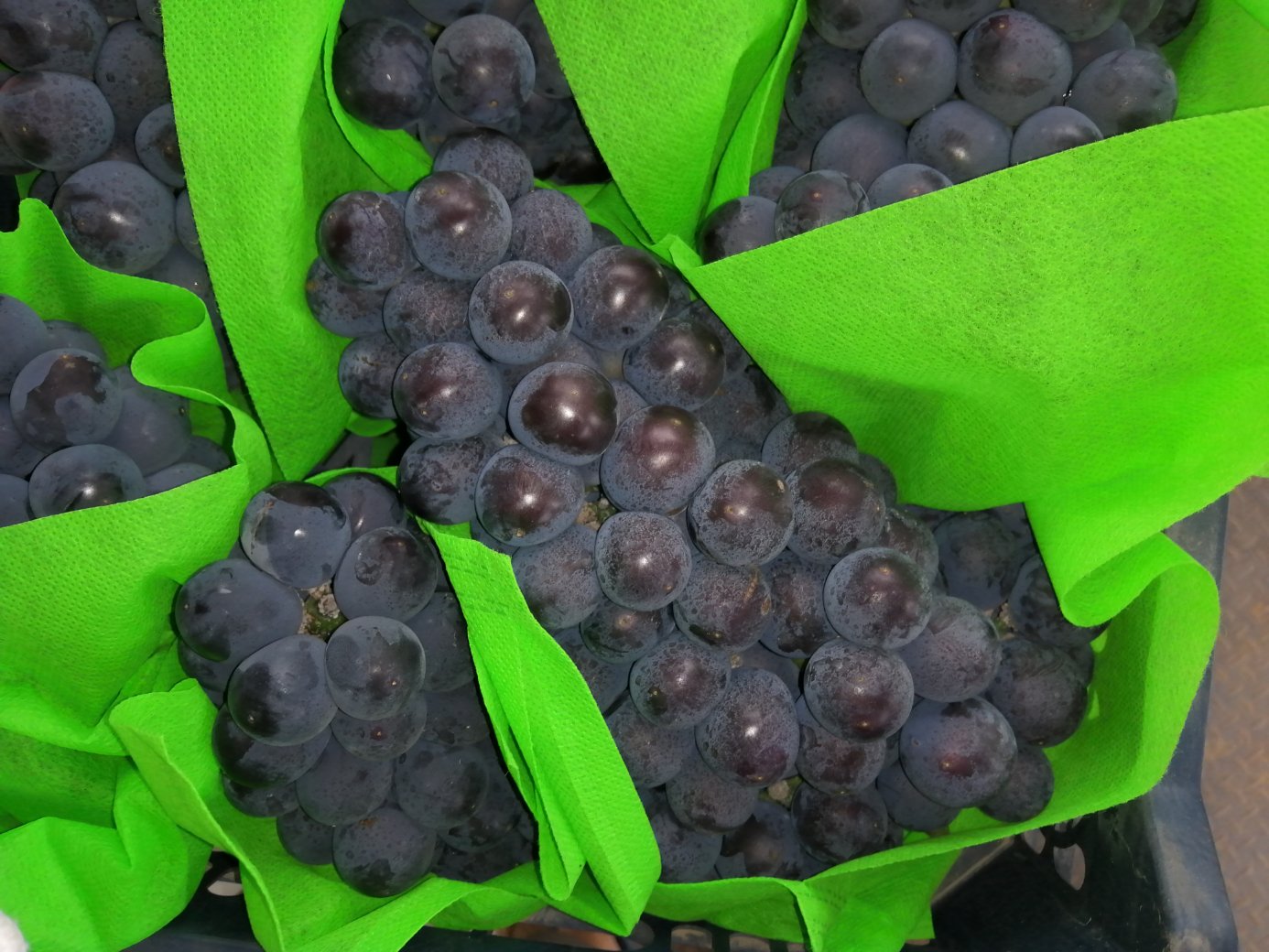 京亚葡萄成熟果穗特写