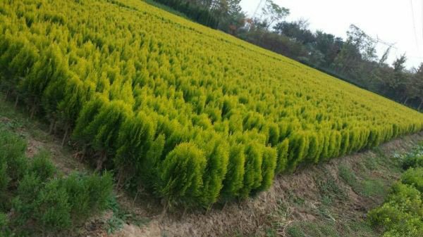 龙柏铺地柏在苗圃中的规模化培育场景