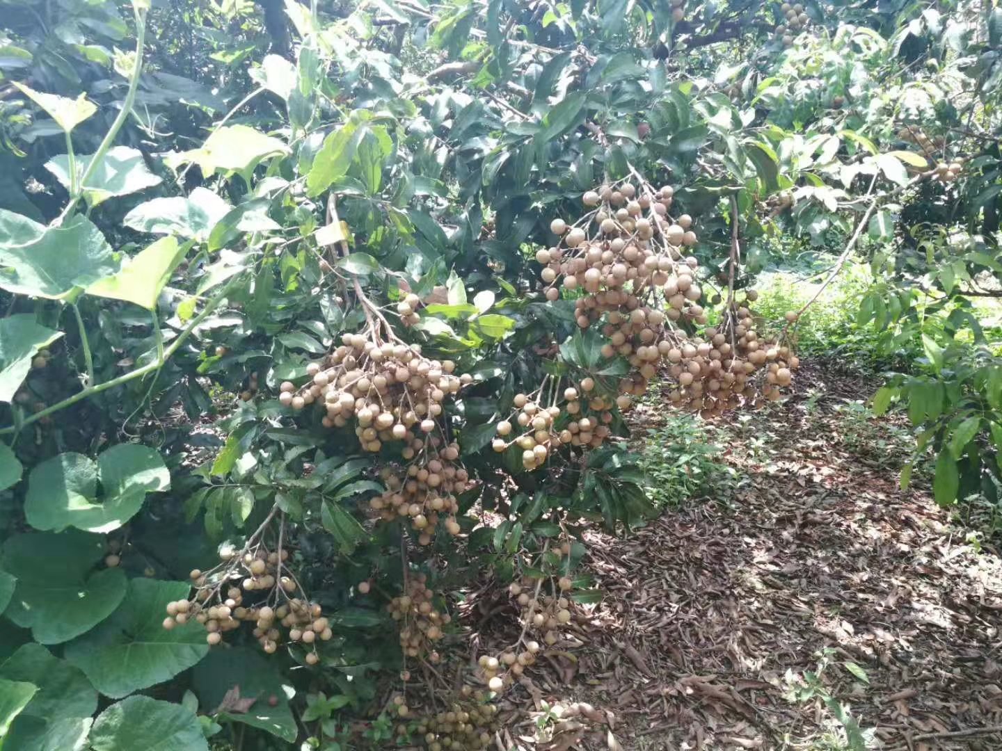 一片郁郁葱葱的龙眼果园,农民正在梯子上手工采摘成串的石硖龙眼果实。阳光透过树叶洒落,果串饱满下垂,果皮呈均匀的黄褐色。远处可见其他工人在整理采收筐,展现现代化生态果园作业场景 采摘中的石硖龙眼果园