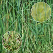 多年生牧草种子猫尾草种子提摩西种子龙猫兔子爱吃的草种子