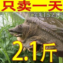 正宗中华甲鱼39元一只包邮，包活到家，鱼塘直接供应。
