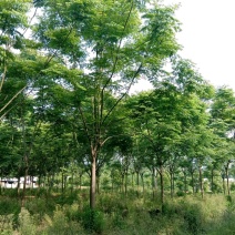 栾树农户一手货源苗圃直供批发湖南益阳绿青苗木