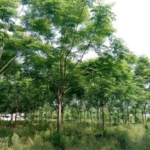 栾树黄山栾树苗圃直供批发上货快可视频看货