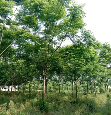 [栾树批发]栾树 黄山栾树 苗圃直供批发 上货快 可视频看货价格1400.