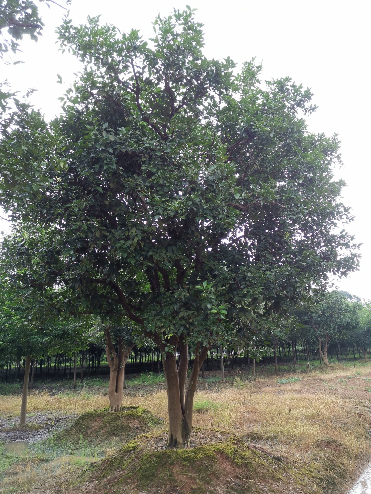 [香泡批发]湖南益阳资阳区香泡 5800.00元/棵香泡 移植苗 _ 一亩田