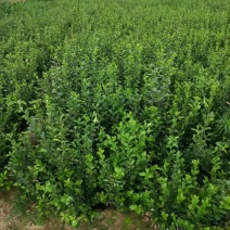 绿化苗木大小叶扶芳藤工程苗小苗床苗扶芳藤毛球净球