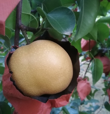 丰水梨,纸袋,半斤以上,现摘现卖,自家种植.