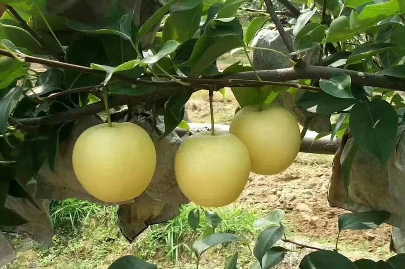 黄金梨果园成熟果实特写