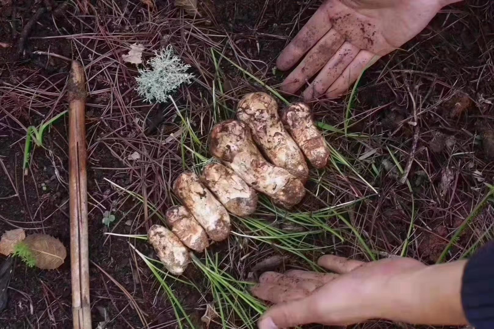 新鲜松茸实物图