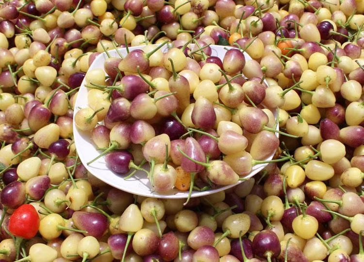 特写镜头下的红色泡椒切段散落在白色瓷盘中，旁边配有蒜片和姜丝