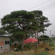 造型松