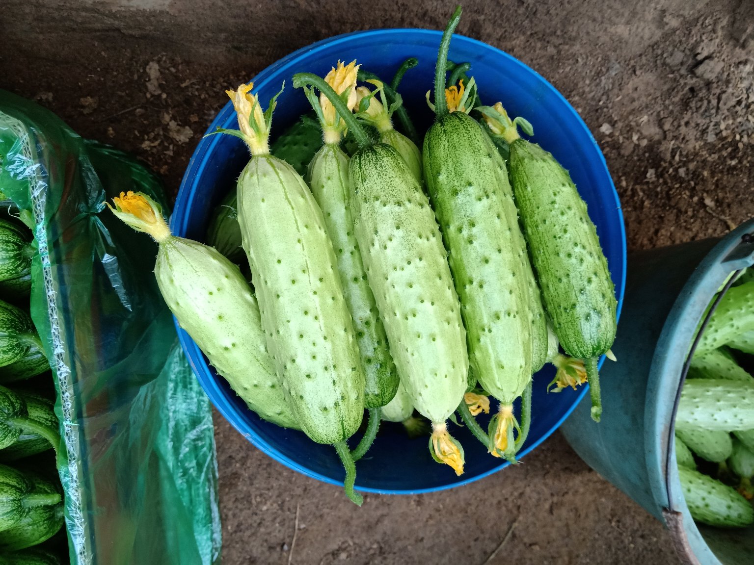 一位农民正在采摘成熟的旱黄瓜,手中握有三根长约15厘米、表面布满细密白刺的嫩瓜,背景为清晨阳光下的菜园,露珠未干,藤蔓翠绿,旁边放置编织采收筐,体现生态有机种植氛围 旱黄瓜收获场景