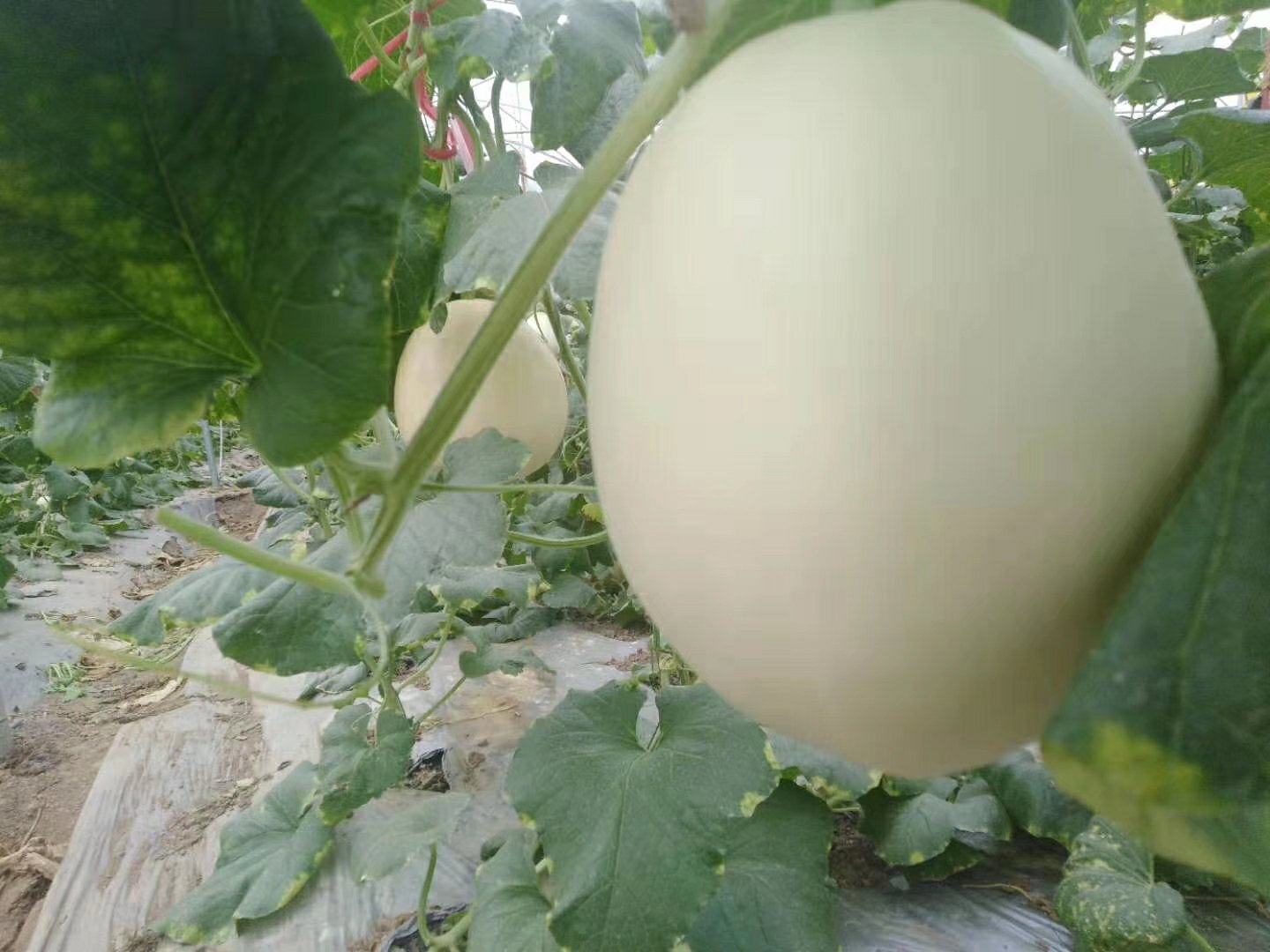图为夏季甜瓜田间实际场景,显示一行行甜瓜植株上方架设有银灰色遮阳网,支撑杆高度约2米,遮阳网覆盖率约70%,地面为黑色地膜覆盖,可见滴灌带布置整齐。背景中有农民正在检查植株生长情况,体现现代化管理场景。 甜瓜夏季遮阳网覆盖实景图