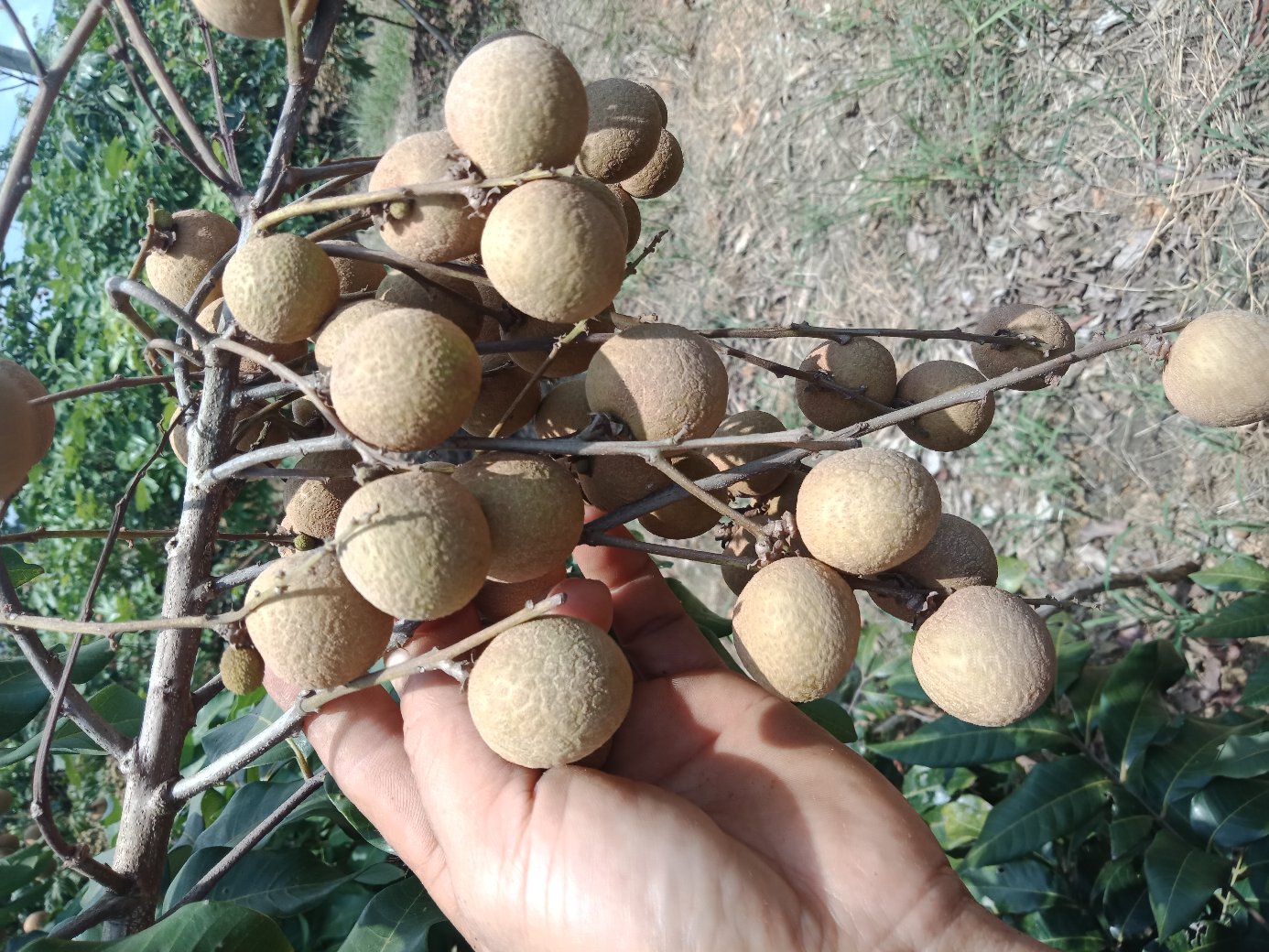 现代化龙眼加工厂内景,工人正在操作自动分拣设备对储良龙眼进行大小分级,传送带上龙眼果实金黄饱满,背景有‘储良龙眼深加工生产线’字样标识,体现智能化与标准化生产流程 储良龙眼加工场景