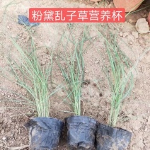 多牙粉黛乱子草