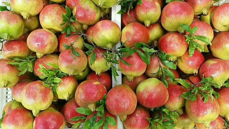 河南省商丘市梁园区李庄镇石榴种植户正在采摘成熟的‘水晶甜’石榴,果实饱满圆润,果皮呈淡红色带条纹,果面洁净无斑,工人佩戴手套操作,体现标准化采收流程,背景可见整齐排列的矮化密植果树 商丘石榴采摘现场特写