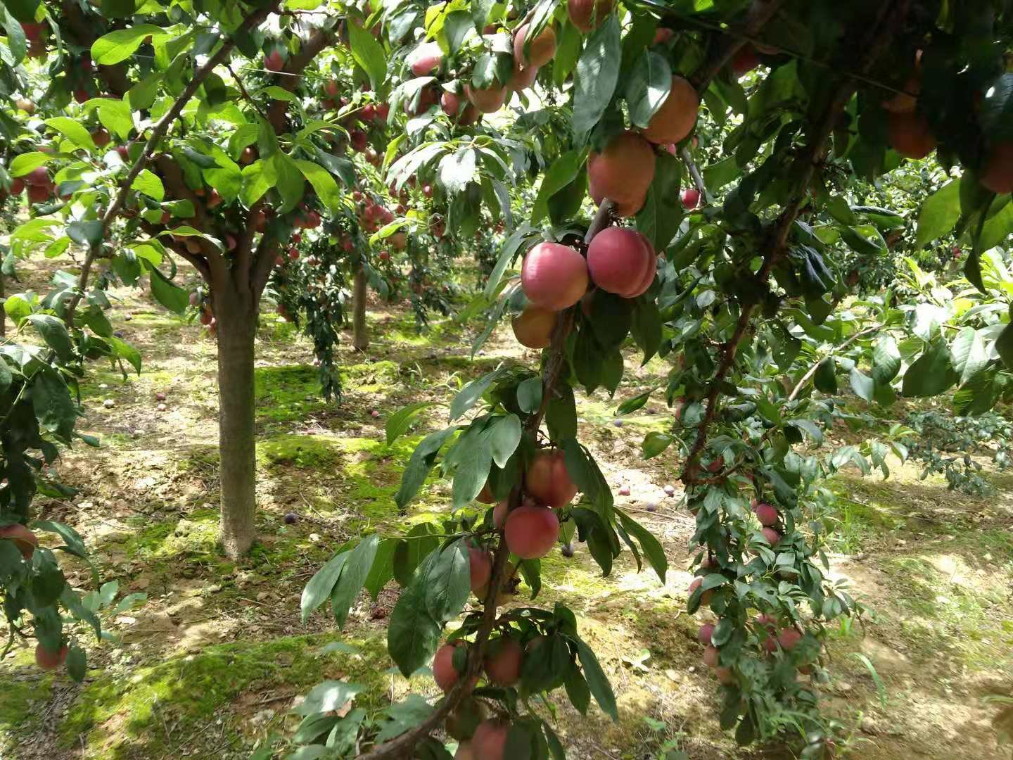 果园中成熟的黑布林李子挂满枝头,工人正在采摘,阳光透过树叶洒在果实上,呈现出丰收的景象 黑布林李子果园采摘场景