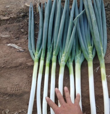 [钢葱批发]精品钢葱价格0.70元/斤 - 一亩田
