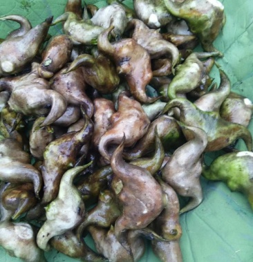 菱角 大别山牛角菱角新鲜 湖北 黄冈 蕲春