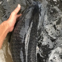 每周供应各大规格青鱼10斤起步