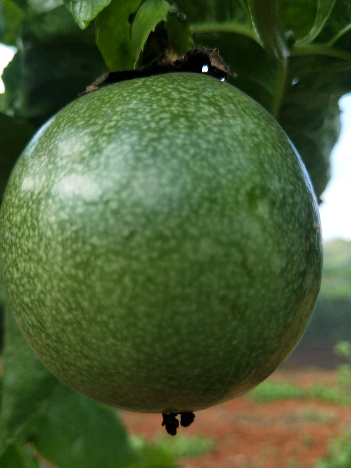 [百香果批发]百香果,批发零售纯野种植价格9.80元/斤 - 一亩田