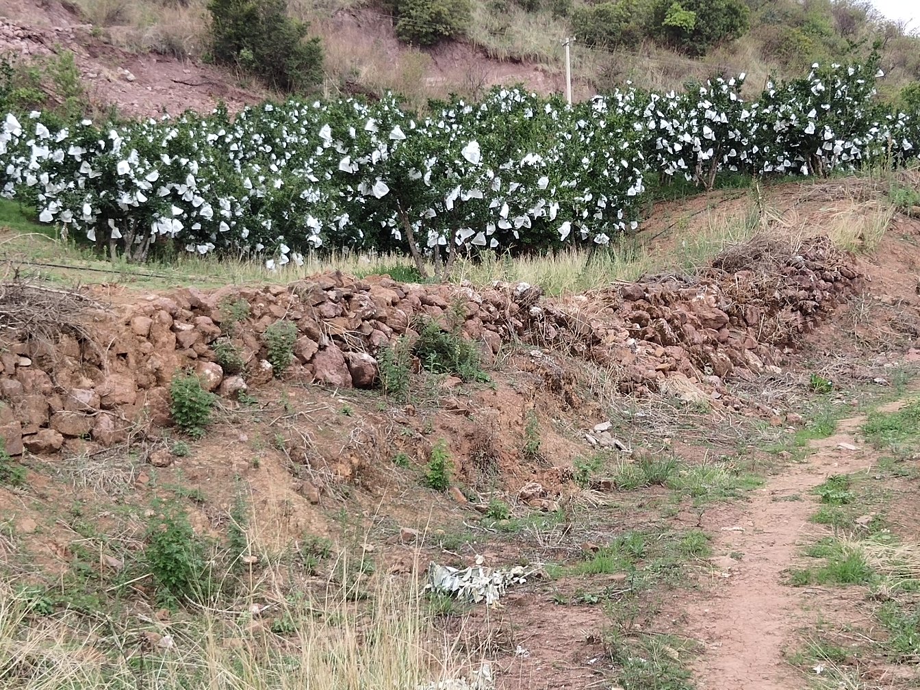 农民在果园中手工采摘成熟会理石榴