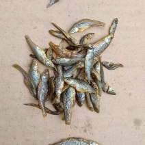 湖南自制火焙鱼干