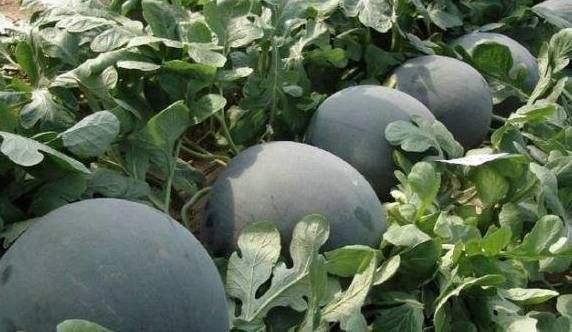 农民在瓜田中检查圆形黑美人西瓜