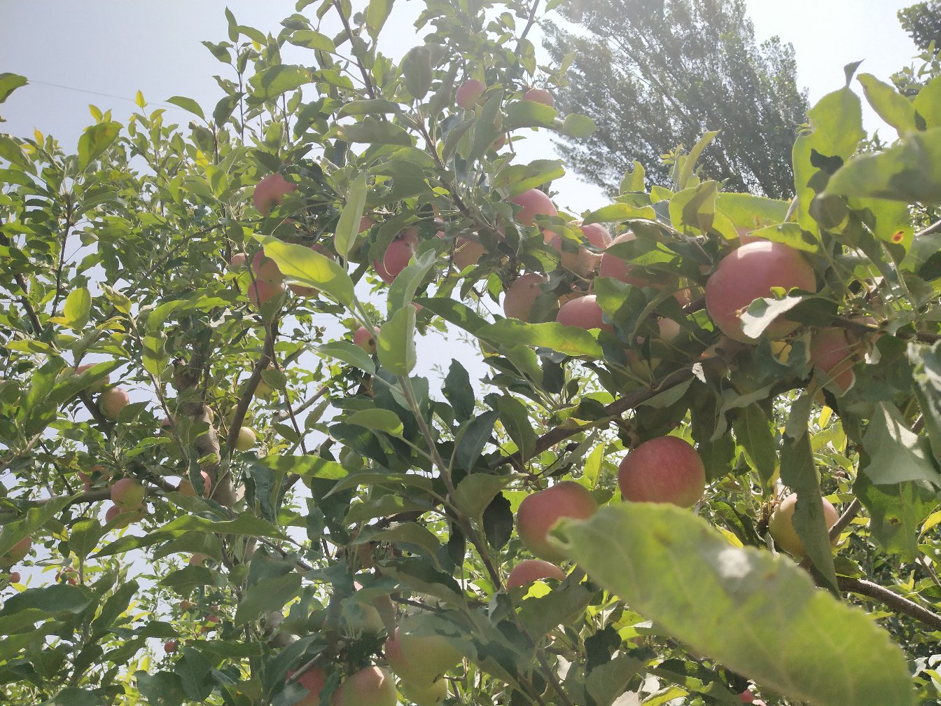 嘎啦苹果果园全景