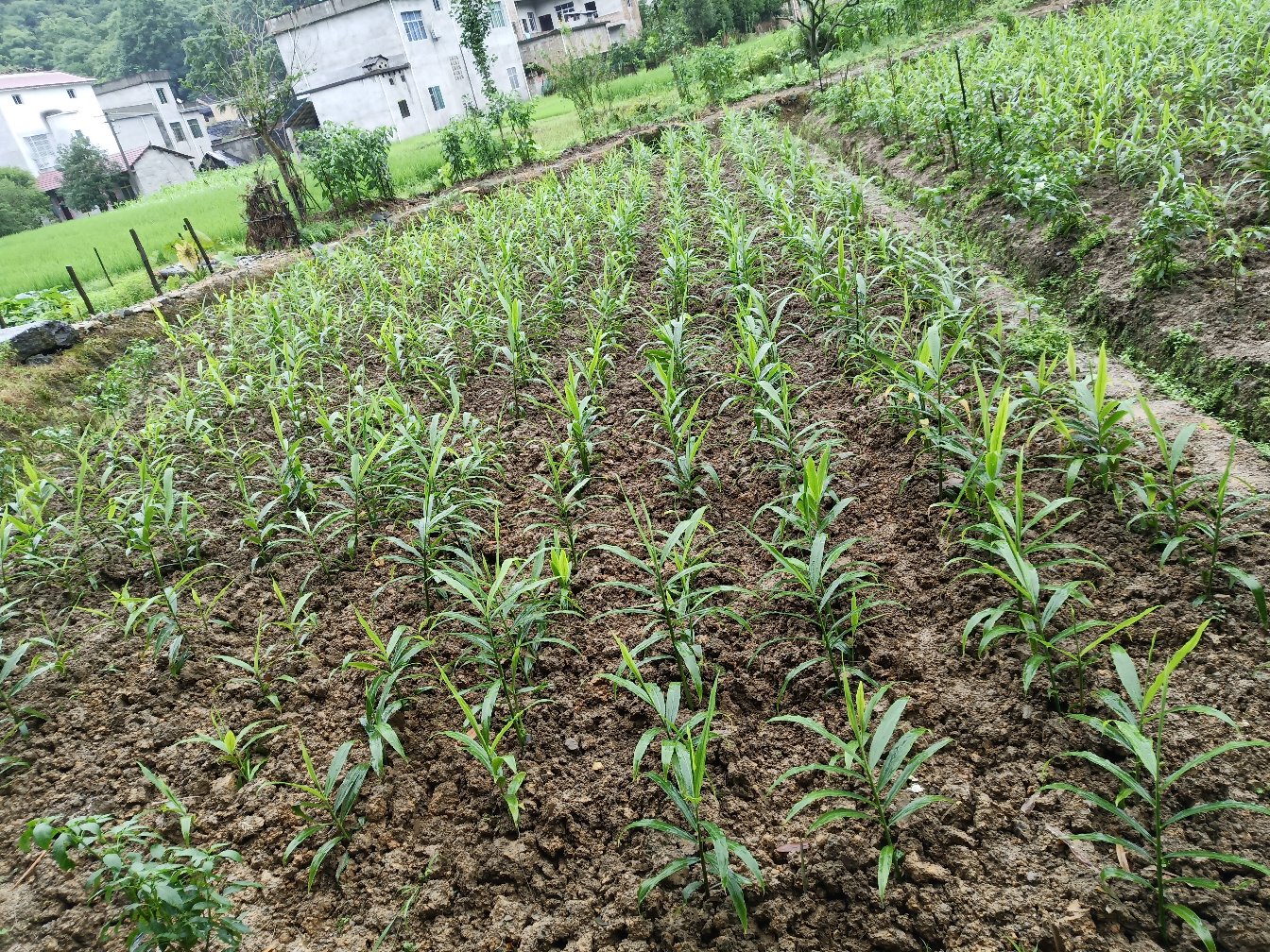 四川省内江市东兴区椑木镇生姜种植基地航拍画面,可见成片规整的姜田分布在沱江沿岸冲积平原上,土壤呈紫红色,田间灌溉沟渠系统完善,农户正在田间进行中耕管理作业 内江姜种植基地航拍图