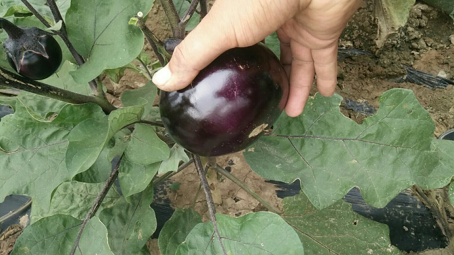 一片整齐的紫光圆茄种植基地,植株健壮,果实饱满呈深紫色,农民正在田间采摘成熟的圆茄,背景有装箱工人和运输车辆,阳光充足,展现丰收景象 紫光圆茄田间成熟采收场景