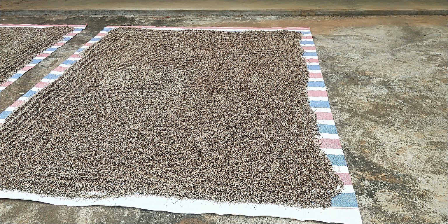 新鲜黑胡椒粒正在竹筛上摊开晾晒,背景为木质厨房台面,阳光透过窗户洒落,展现自然干燥场景 胡椒粒清洗与晾干过程