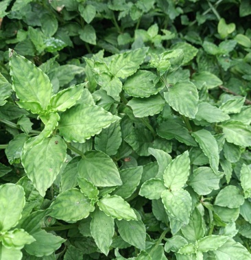 广西金秀大瑶山天然香味林下种植灵香草