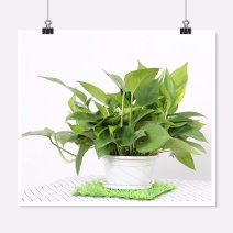 大绿萝盆栽室内长藤绿箩植物吊兰吸除甲醛绿植水培植物花卉包