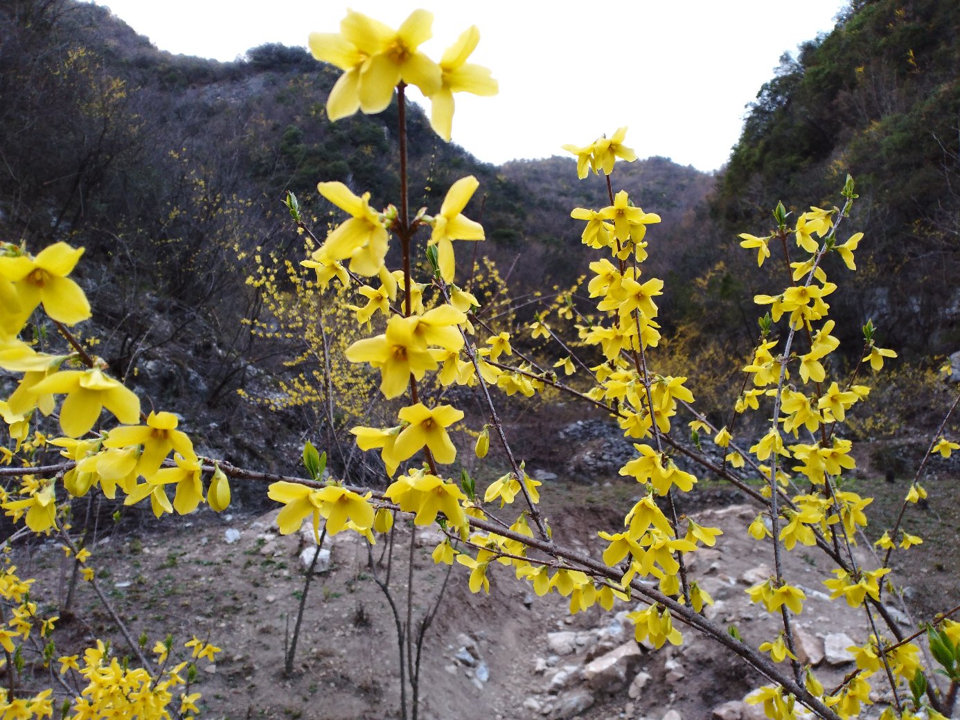 青翘花盛开在春日枝头