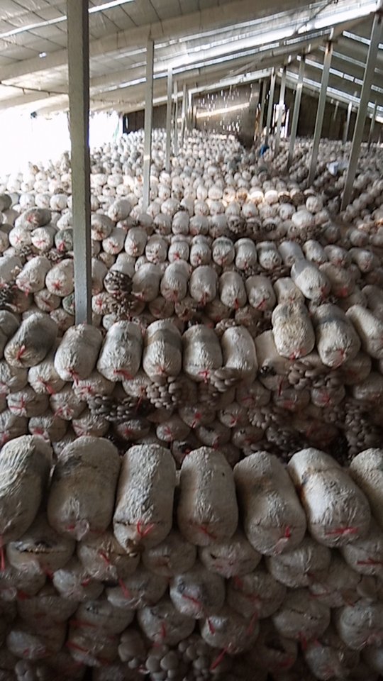 平菇菌棒1730出平菇用的菌包