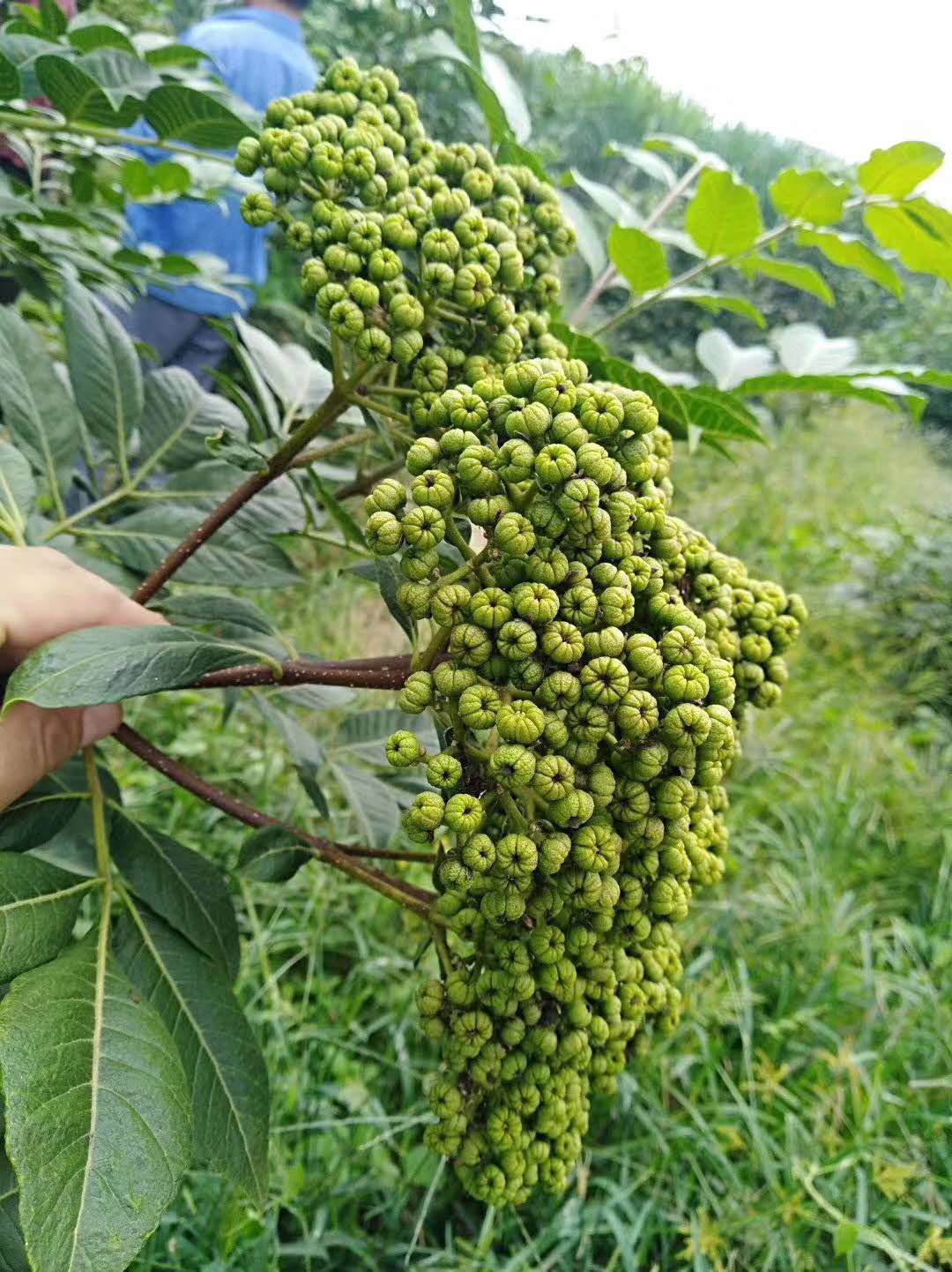 有好货吴茱萸茶辣苗枝条正宗江西中花自产自销