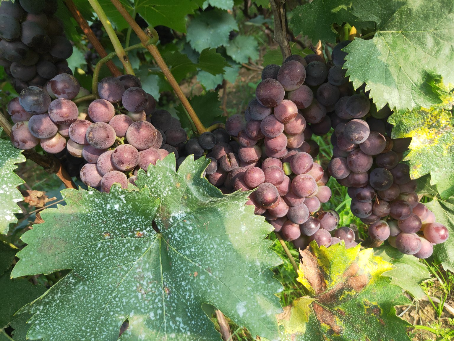 图片说明:展示健康的京亚葡萄嫁接苗,茎秆粗壮、节间均匀、叶片浓绿有光泽,根系发达呈白色须状,无明显病斑或机械损伤,适合春季移栽 京亚葡萄苗幼苗形态特征