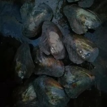 鲜活河蚌