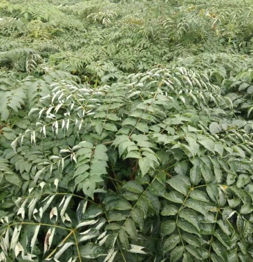 [刺脑包批发]刺芽苗,刺脑包苗价格2.60元/斤 - 一亩田