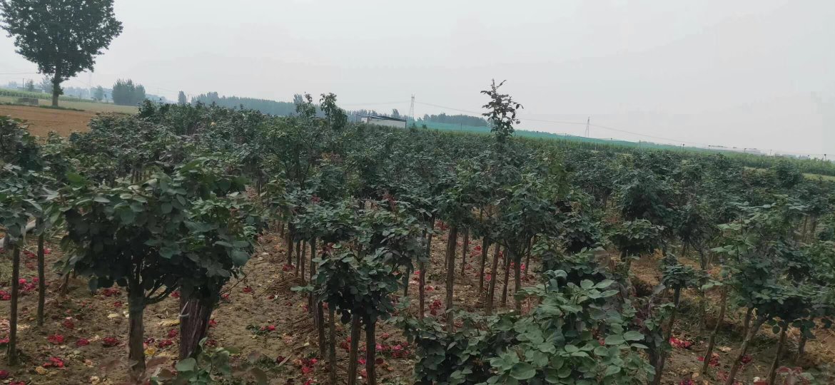俯视角度拍摄的‘莫奈’月季种植基地,整齐排列的植株形成大片花田,花朵密集绽放,呈现出粉橙与浅黄交织的温暖色调,田间有工人正在进行修剪作业,体现规模化生产场景 ‘莫奈’月季种植基地航拍图