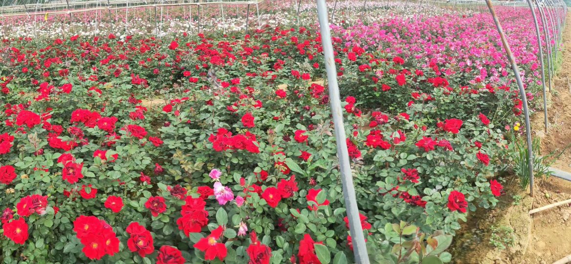 四花月季加工应用场景