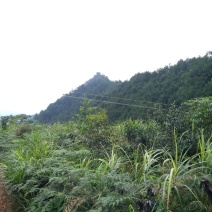土地出租，最适合油樟生长的山地