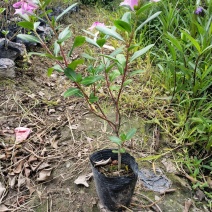 长春花
