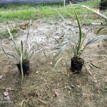 银边草